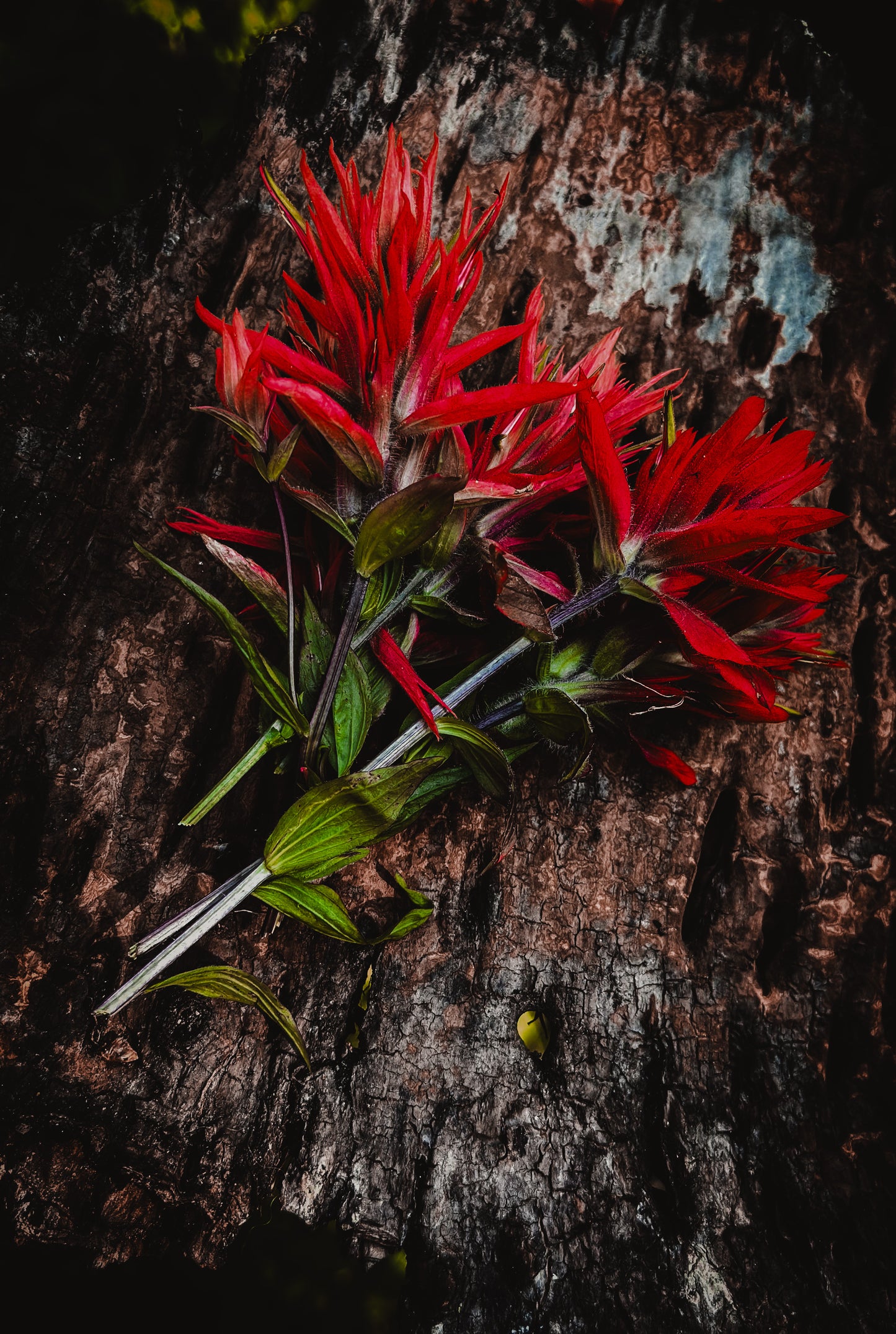 Hat Band — Made to Order — “Prairie Fire”