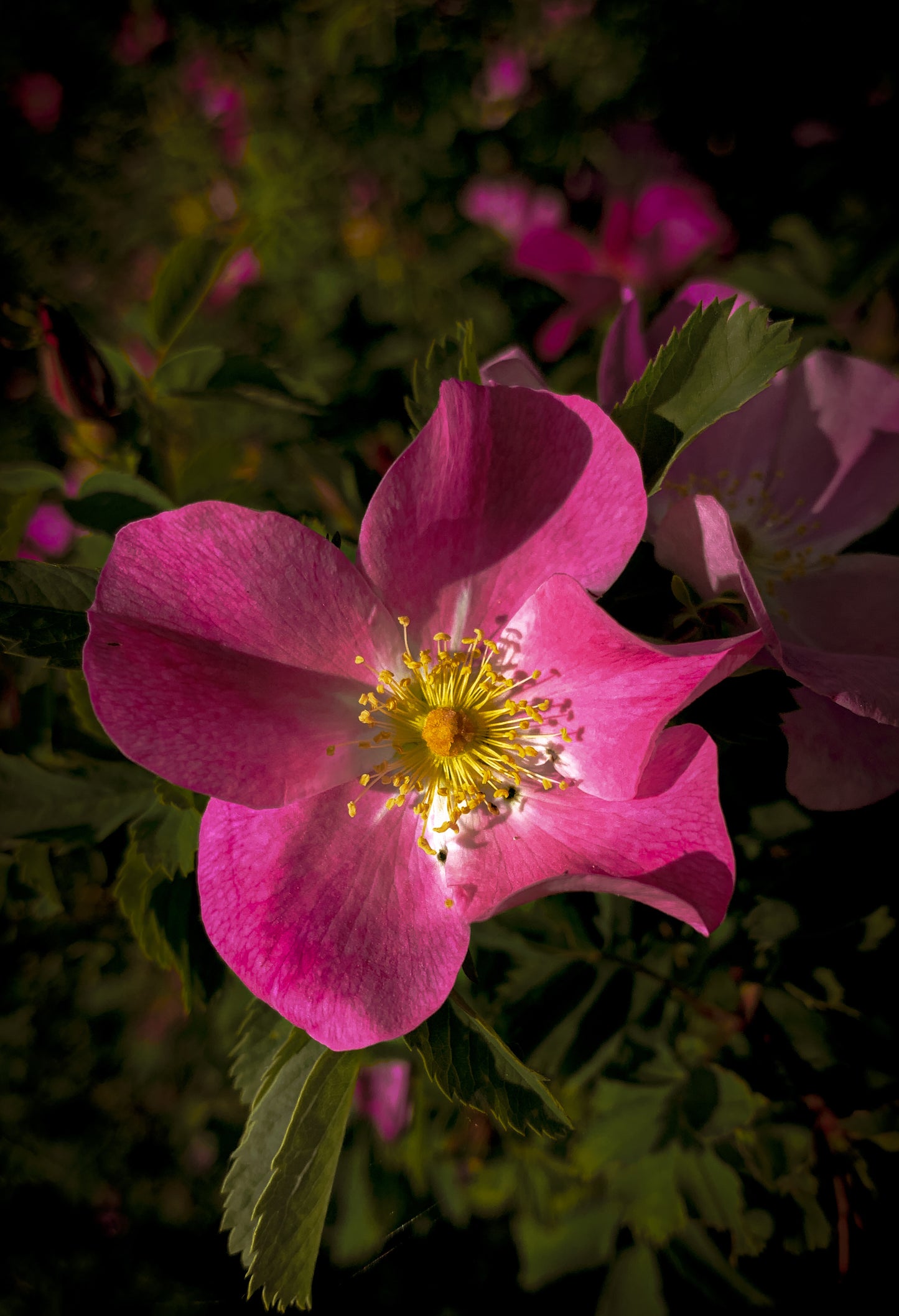 Hat Band — Made to Order — “Prairie Rose”