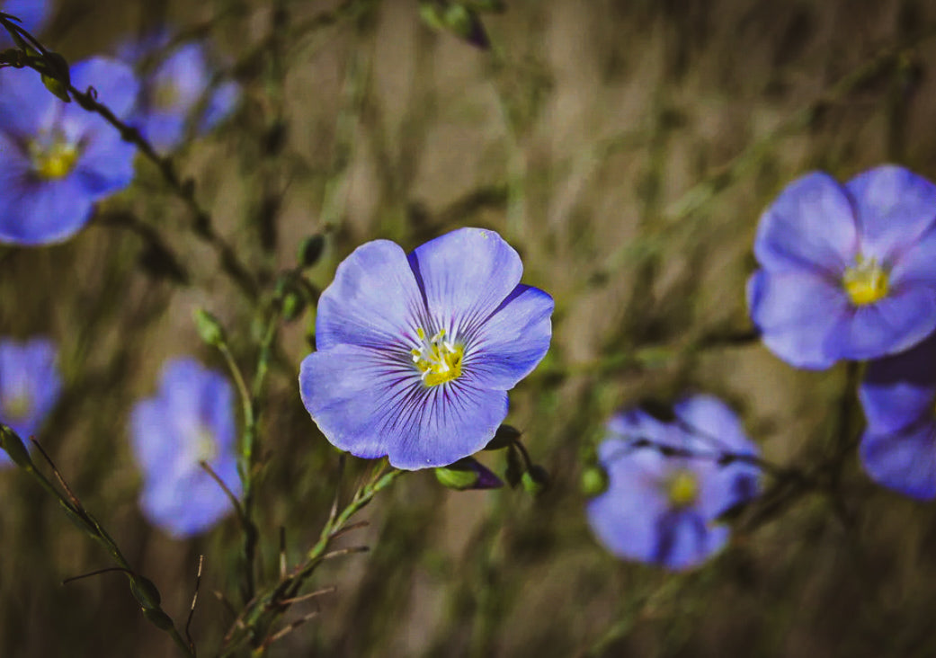 Hat Band — Made to Order — “Blue Flax”