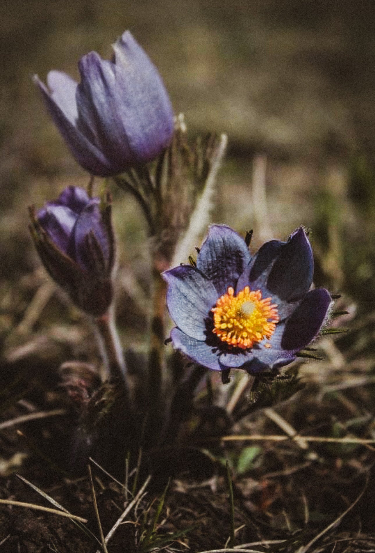 Hat Band — Made to Order — “Prairie Crocus”