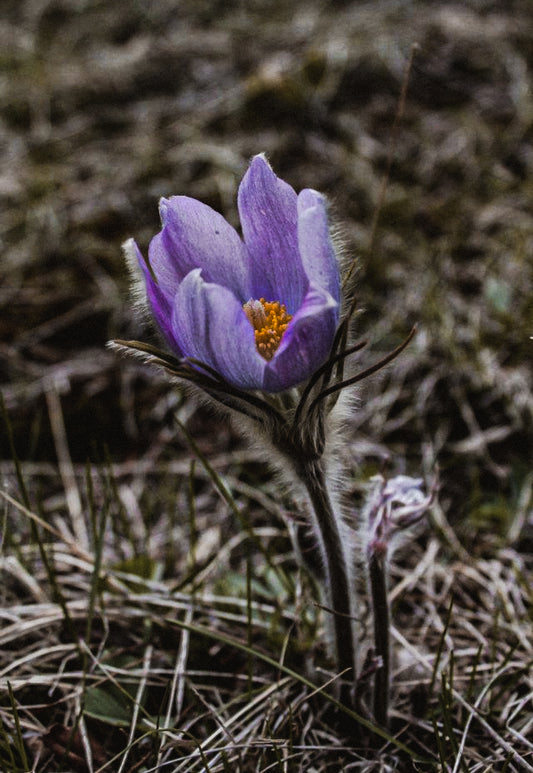 Hat Band — “Prairie Crocus”